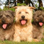 Irish Glen Of Imaal Terrier