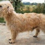 Irish Glen Of Imaal Terrier