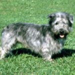 Irish Glen Of Imaal Terrier