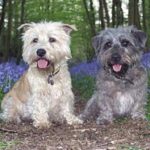 Irish Glen Of Imaal Terrier