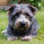 Irish Glen Of Imaal Terrier