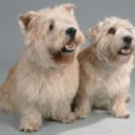 Irish Glen Of Imaal Terrier