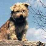 Irish Glen Of Imaal Terrier