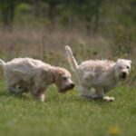 Irish Softcoated Wheaten Terrier