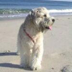Irish Softcoated Wheaten Terrier