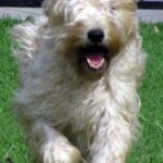 Irish Softcoated Wheaten Terrier