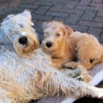 Irish Softcoated Wheaten Terrier