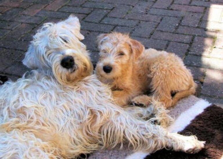 Irish Softcoated Wheaten Terrier