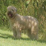 Irish Softcoated Wheaten Terrier