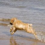 Irish Softcoated Wheaten Terrier