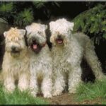 Irish Softcoated Wheaten Terrier
