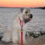 Irish Softcoated Wheaten Terrier
