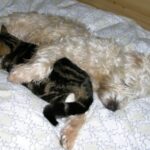 Irish Softcoated Wheaten Terrier