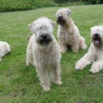 Irish Softcoated Wheaten Terrier