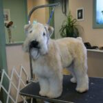 Irish Softcoated Wheaten Terrier