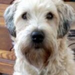 Irish Softcoated Wheaten Terrier