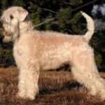 Irish Softcoated Wheaten Terrier