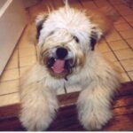 Irish Softcoated Wheaten Terrier