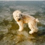 Irish Softcoated Wheaten Terrier