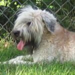 Irish Softcoated Wheaten Terrier