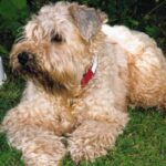 Irish Softcoated Wheaten Terrier