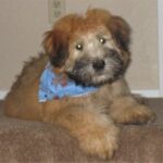 Irish Softcoated Wheaten Terrier