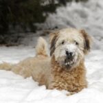Irish Softcoated Wheaten Terrier