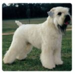 Irish Softcoated Wheaten Terrier