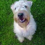Irish Softcoated Wheaten Terrier