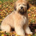 Irish Softcoated Wheaten Terrier