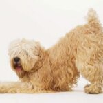 Irish Softcoated Wheaten Terrier