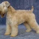 Irish Softcoated Wheaten Terrier