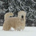 Irish Softcoated Wheaten Terrier