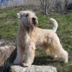 Irish Softcoated Wheaten Terrier