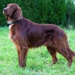 Irsk Setter