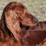 Irsk Setter