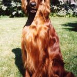 Irsk Setter