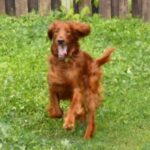 Irsk Setter