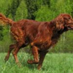 Irsk Setter