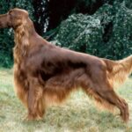 Irsk Setter