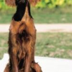 Irsk Setter