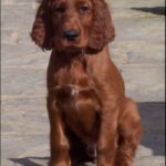 Irsk Setter