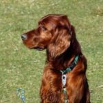 Irsk Setter