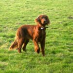 Irsk Setter