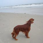 Irsk Setter