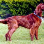 Irsk Setter