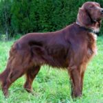 Irsk Setter
