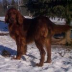 Irsk Setter