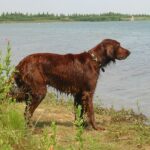 Irsk Setter
