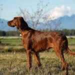 Irsk Setter